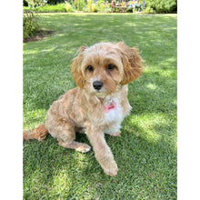 Load image into Gallery viewer, Dream Bone Tag