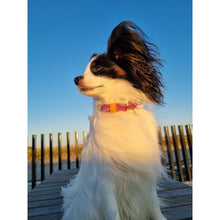 Load image into Gallery viewer, Flower Field Vegan Leather Collar (Tri-Colour)