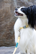 Load image into Gallery viewer, Hemp & Cotton Fabric Collar (Sunshine Yellow)