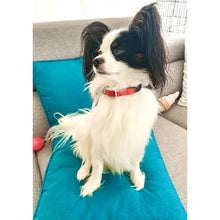 Load image into Gallery viewer, Crimson Moon Collar